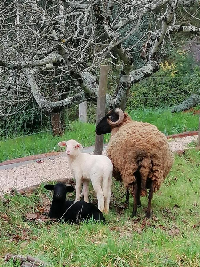 Adore Portugal Bungalow Natureza & Vista De Serra Lousã Екстериор снимка