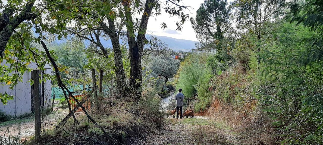 Adore Portugal Bungalow Natureza & Vista De Serra Lousã Екстериор снимка